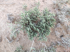 Halocnemum strobilaceum