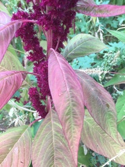 Amaranthus hypochondriacus