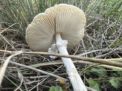 Lepiota erminea