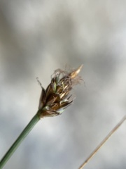 Carex nardina