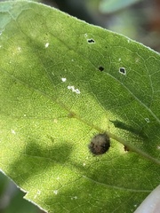 Celticecis pubescens