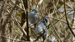 Polioptila dumicola