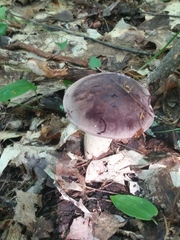 Tylopilus rubrobrunneus
