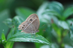 Mycalesis mineus