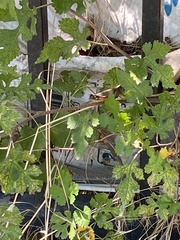 Melanoplus differentialis