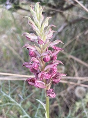 Anacamptis coriophora
