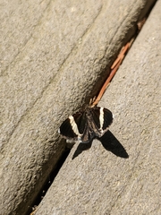 Trichodezia albovittata