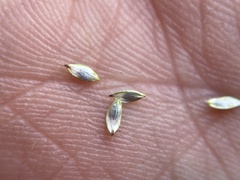 Carex nardina