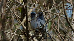 Polioptila dumicola