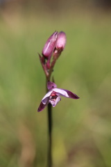 Eulophia hians hians