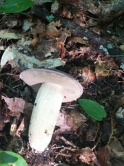 Tylopilus rubrobrunneus