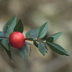 Ruscus aculeatus