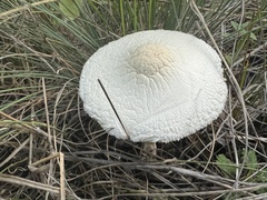 Lepiota erminea