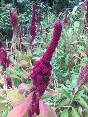 Amaranthus hypochondriacus