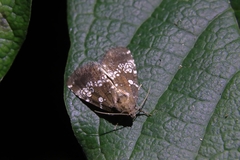 Dysmilichia gemella