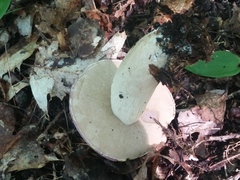 Tylopilus rubrobrunneus