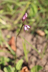 Eulophia hians hians