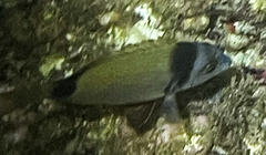Diplodus vulgaris