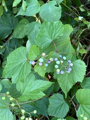 Ampelopsis glandulosa