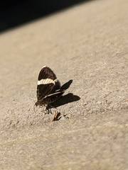 Trichodezia albovittata