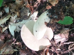 Tylopilus rubrobrunneus