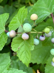 Ampelopsis glandulosa