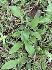 Rudbeckia hirta