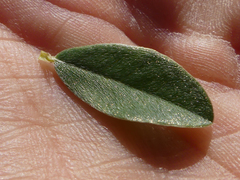 Podalyria myrtillifolia