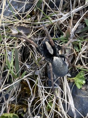 Geolycosa charitonovi