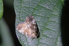 Dysmilichia gemella