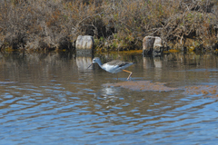 Himantopus himantopus