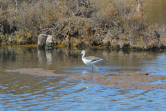 Himantopus himantopus