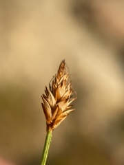 Carex nardina