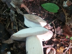 Tylopilus rubrobrunneus
