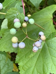 Ampelopsis glandulosa