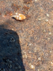 Clibanarius erythropus