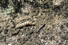 Euscirrhopterus gloveri