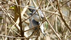 Polioptila dumicola