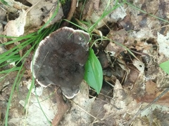 Phellodon niger