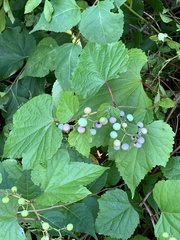 Ampelopsis glandulosa