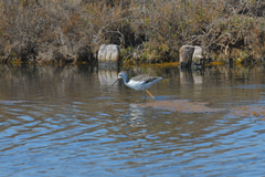 Himantopus himantopus