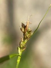 Carex deflexa boottii