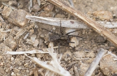 Alopecosa albofasciata
