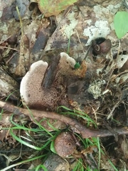 Phellodon niger