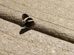 Trichodezia albovittata