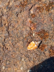 Clibanarius erythropus