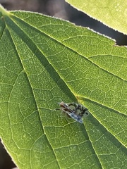 Bothriocera