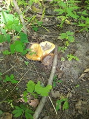 Cerioporus squamosus