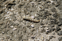Euscirrhopterus gloveri