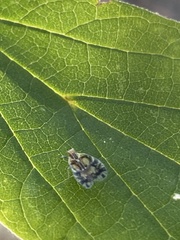 Bothriocera